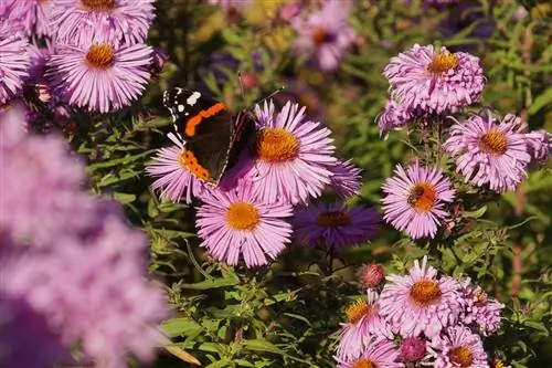 Is asters gehard? 5 wenke vir oorwintering