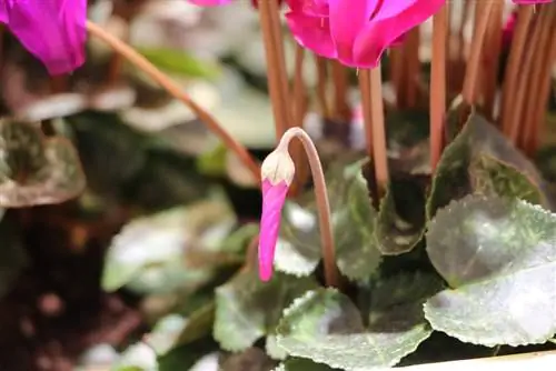 Cyclamen - Cyclamen