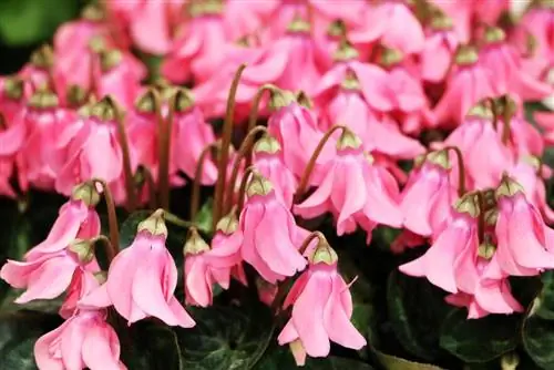 Cyclamen - Cyclamen