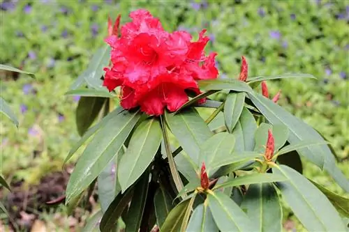 Rododendro - Azálea com flores vermelhas