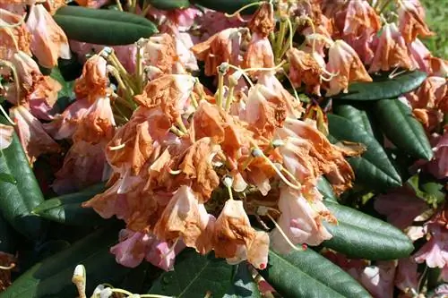 El rododendro (Azalea) es va marcir