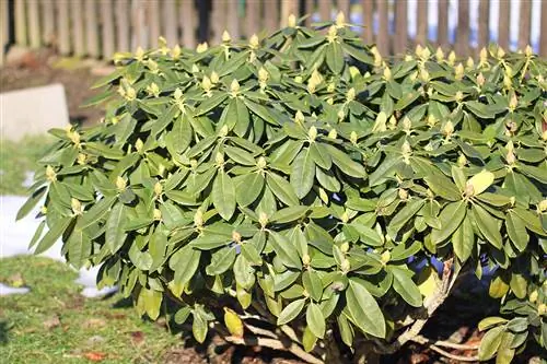 Le rhododendron est-il rustique ? 6 conseils pour l'hivernage