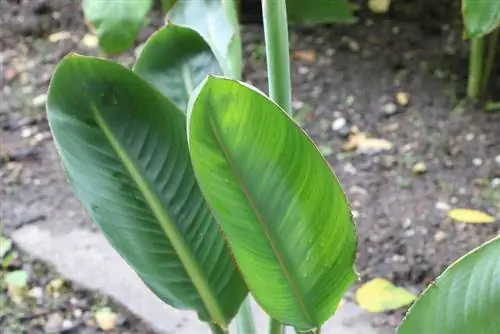 Strelitzia reginae - voël van die paradys blom - koninklike strelitzia