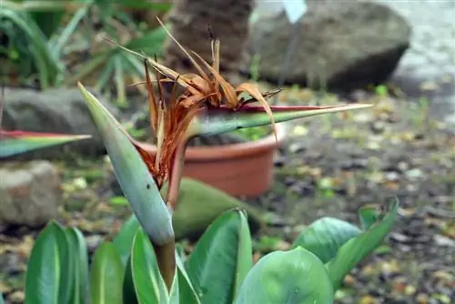 Strelitzia reginae - სამოთხის ჩიტი ყვავილი - სამეფო სტრელიცია