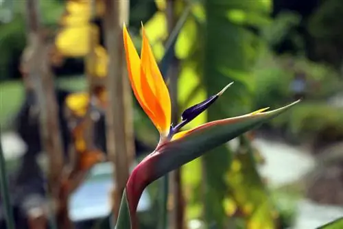 Strelitzia reginae - სამოთხის ჩიტი ყვავილი - სამეფო სტრელიცია