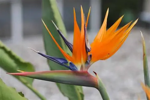 Oorwinterende Strelitzia - 9 wenke vir strelitzias in die winter