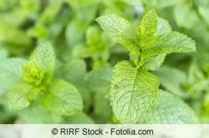 Spearmint - sowing and care in the garden and in pots