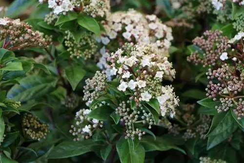 12 arbustes indigènes à feuilles persistantes & plantes ligneuses